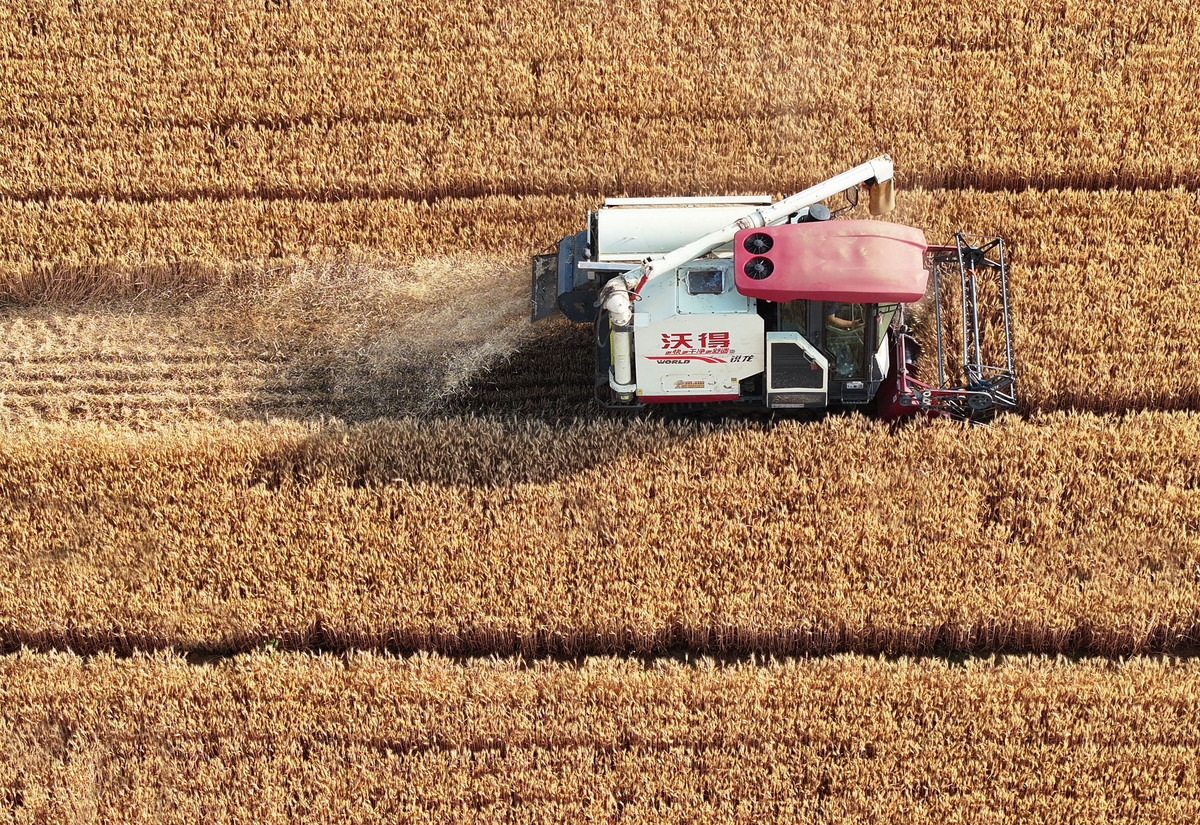 大豆产业优势产业方向