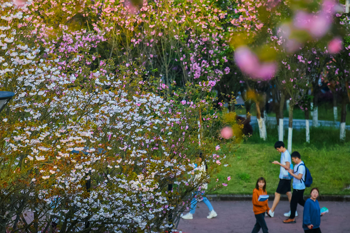 2021年云南外事外语职业学院普通中专招生须知 - 报名条件、流程、考试、录取
