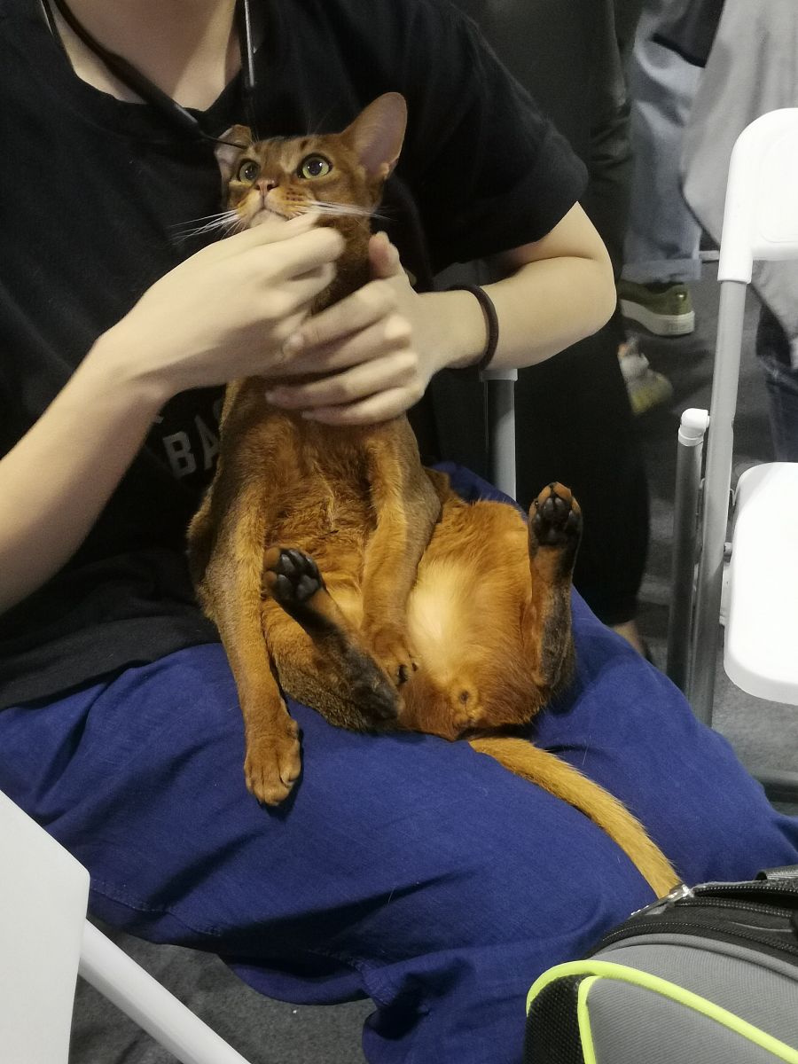 独居生活：养猫还是养狗更适合你？