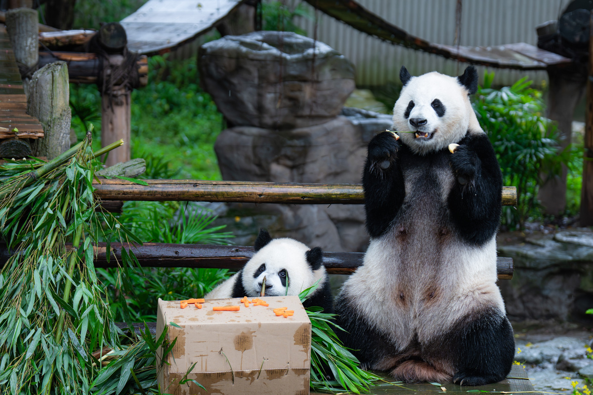 啊啊啊啊pandaとは何でしょうか？