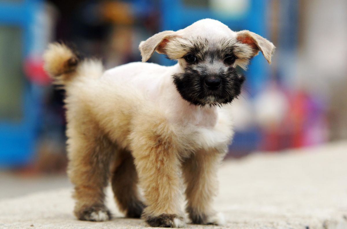 龙猫 动作 搞笑 日常 拟人