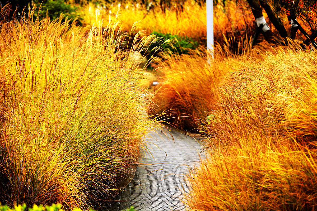 秋日漫步：感受大自然的美好