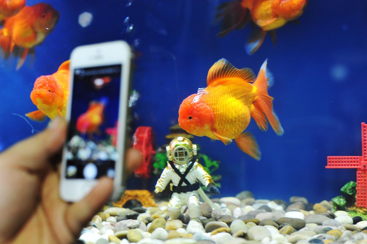 快速养大泰狮金鱼：新手必备指南