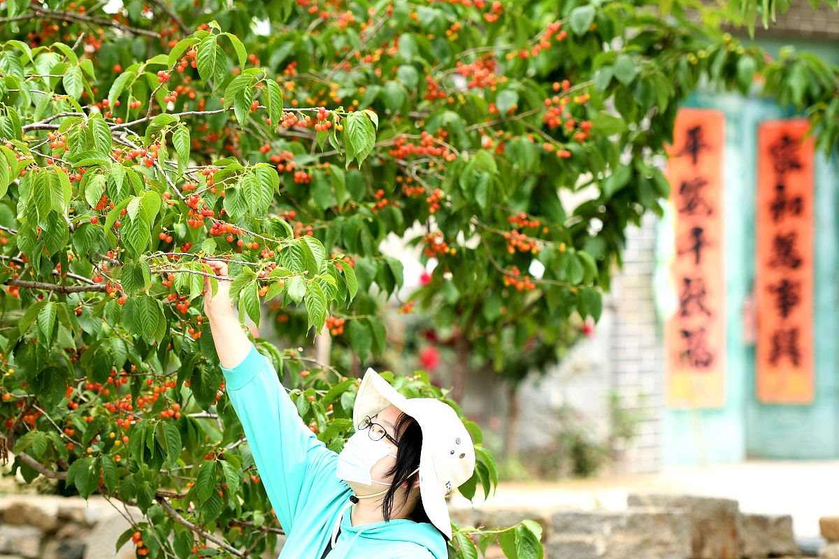 简阳樱桃沟游客接待量回答+拓展