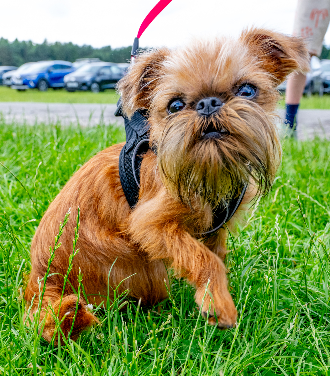 帮我的狗去一个名字