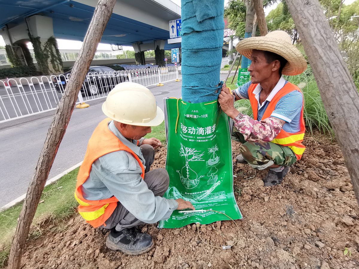 绿化养护施工经济措施：节约成本、提高效益的实用指南