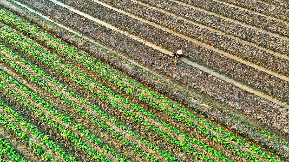 玉米田浇水问题 - 计算玉米品质平均数