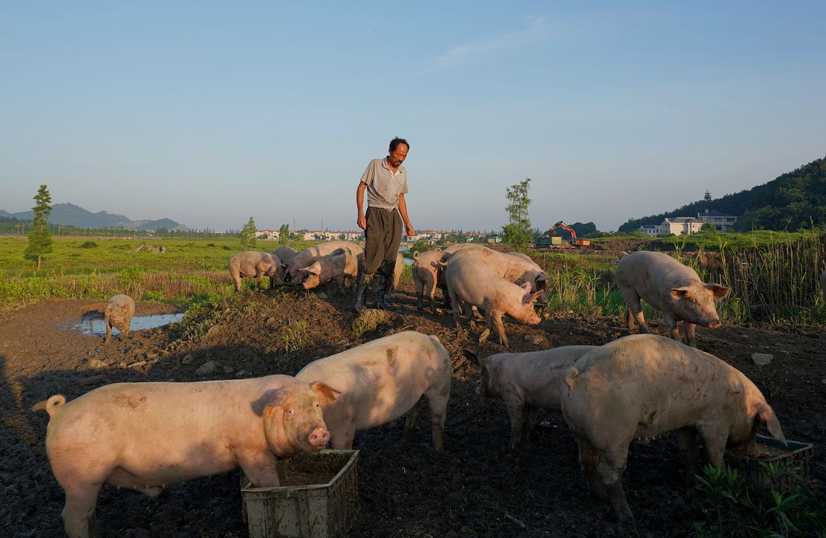 租山养猪：提升村集体收入的有效途径
