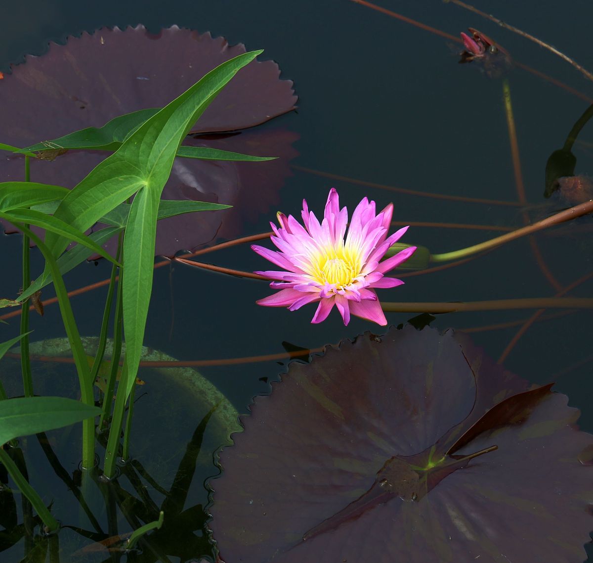 2020年7月28日,北京,中国科学院植物研究所北京植物园,各色莲花绽放.