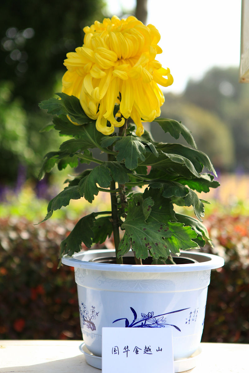 菊花的习性特点及居家招财摆件推荐