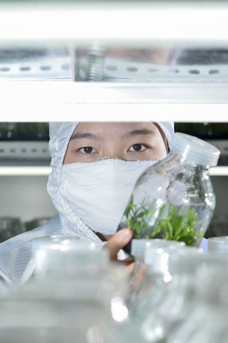 2014年12月19日,四川内江,铁皮石斛种苗存放车间.生物科技相关资料配