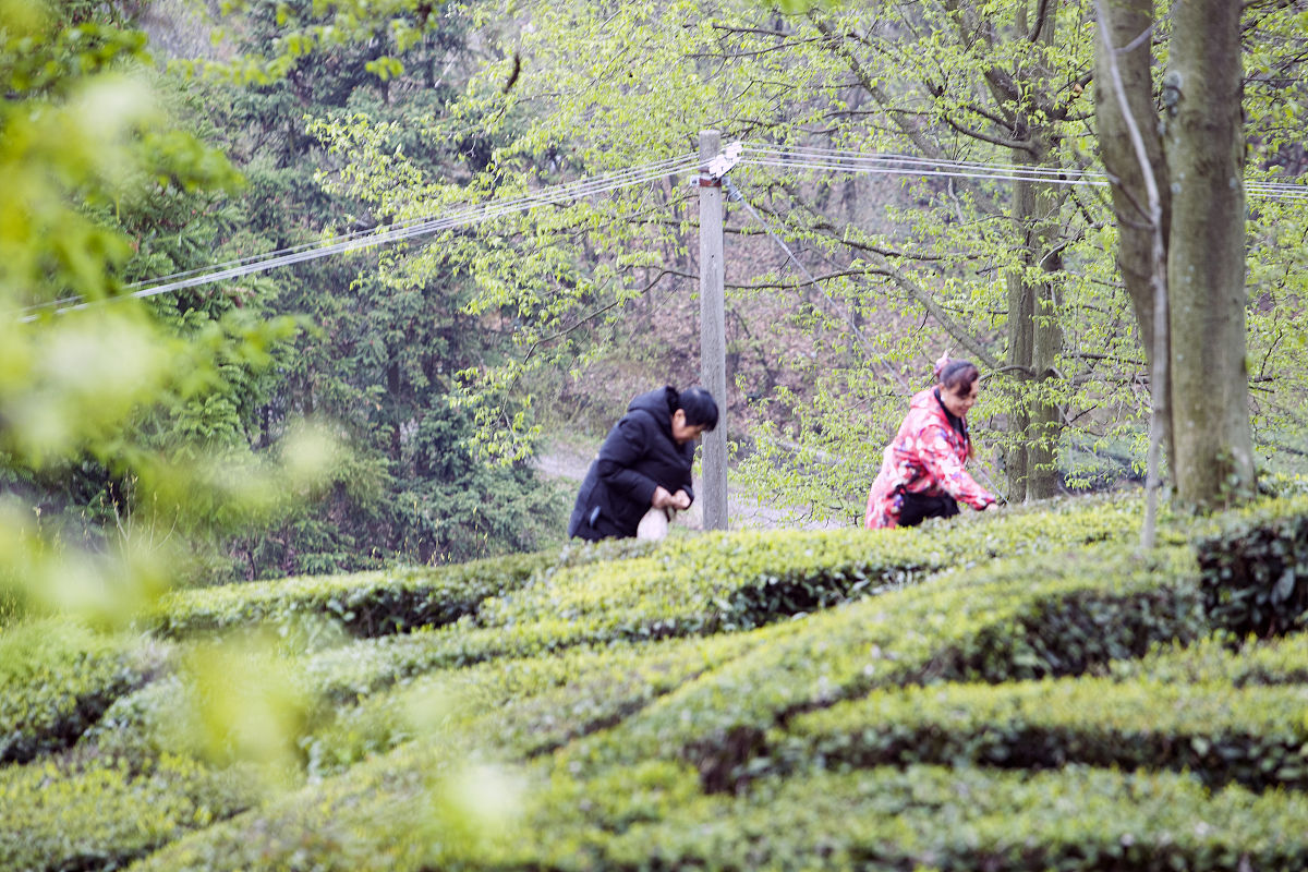 去神农架下谷坪调研野茶有什么合适的调研方法