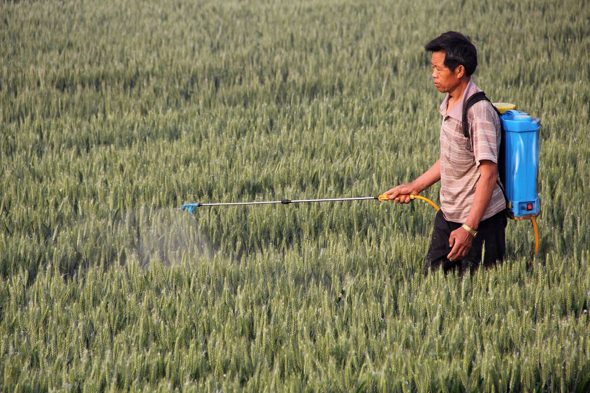 小麦虫害发生特点及防治策略研究现状