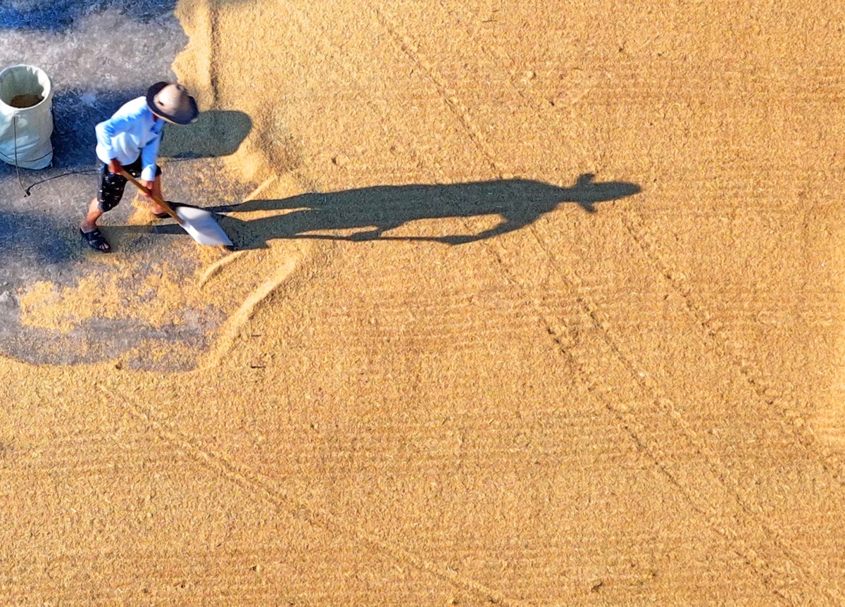 割谷子步骤简述：从收割到脱粒