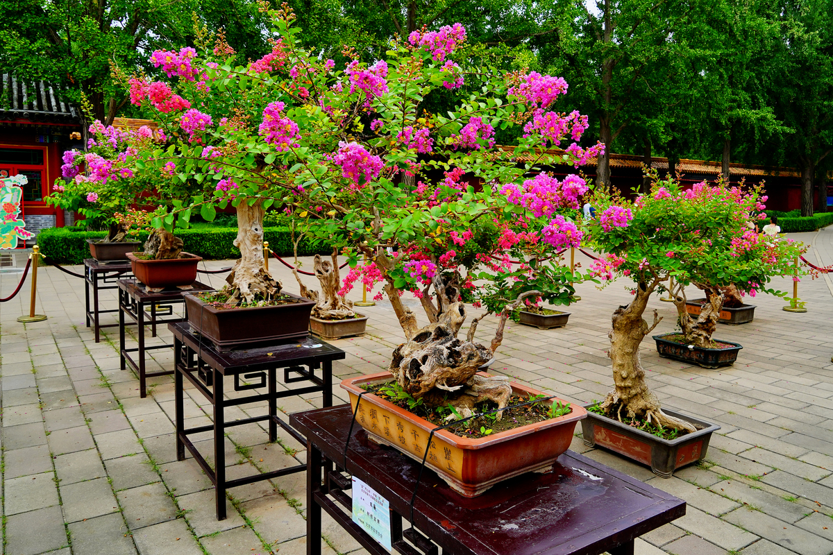 三角梅适合高盆还是矮盆400字