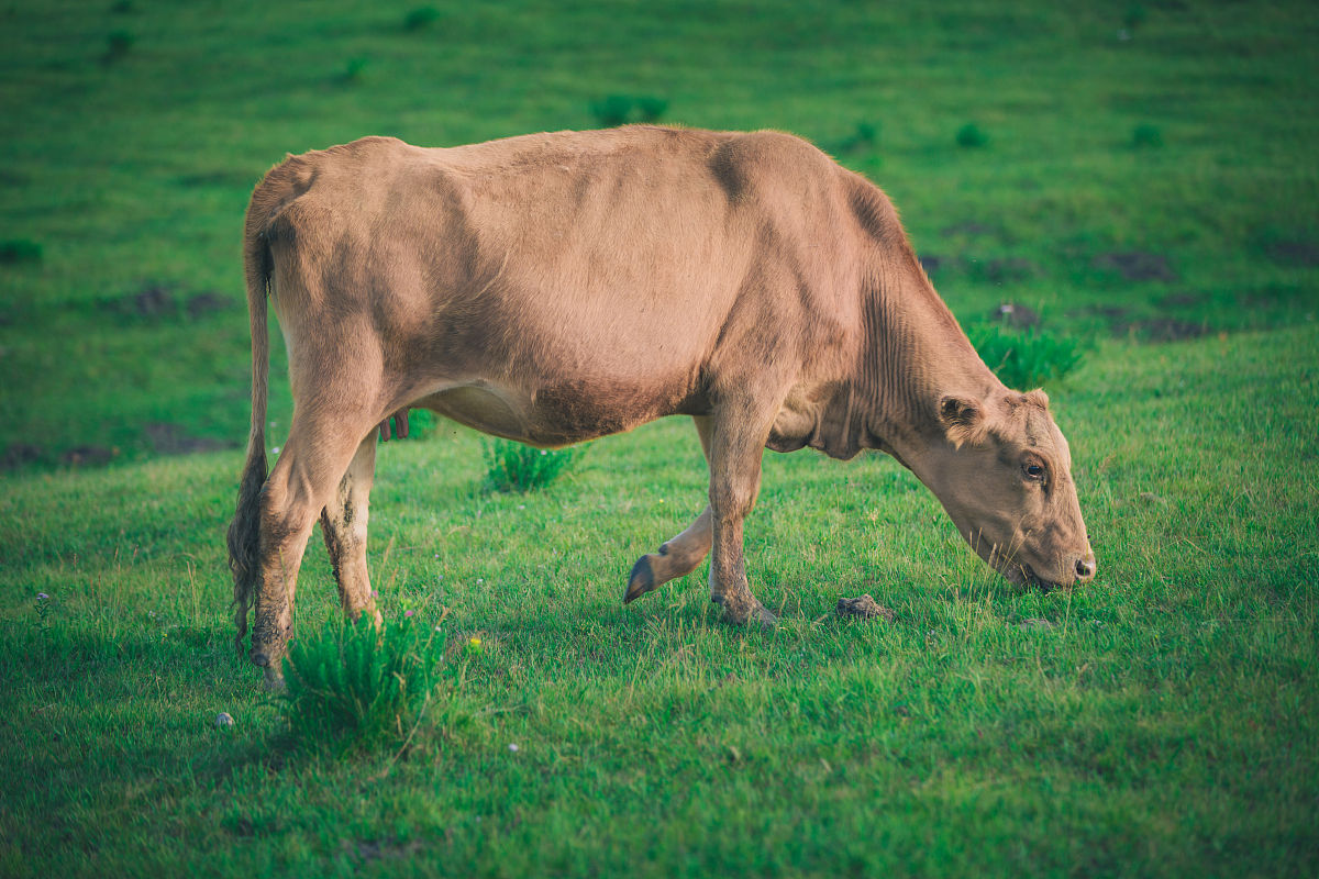 赤峰农牧学校招生办联系电话、地址 - 培养优秀的农牧人才