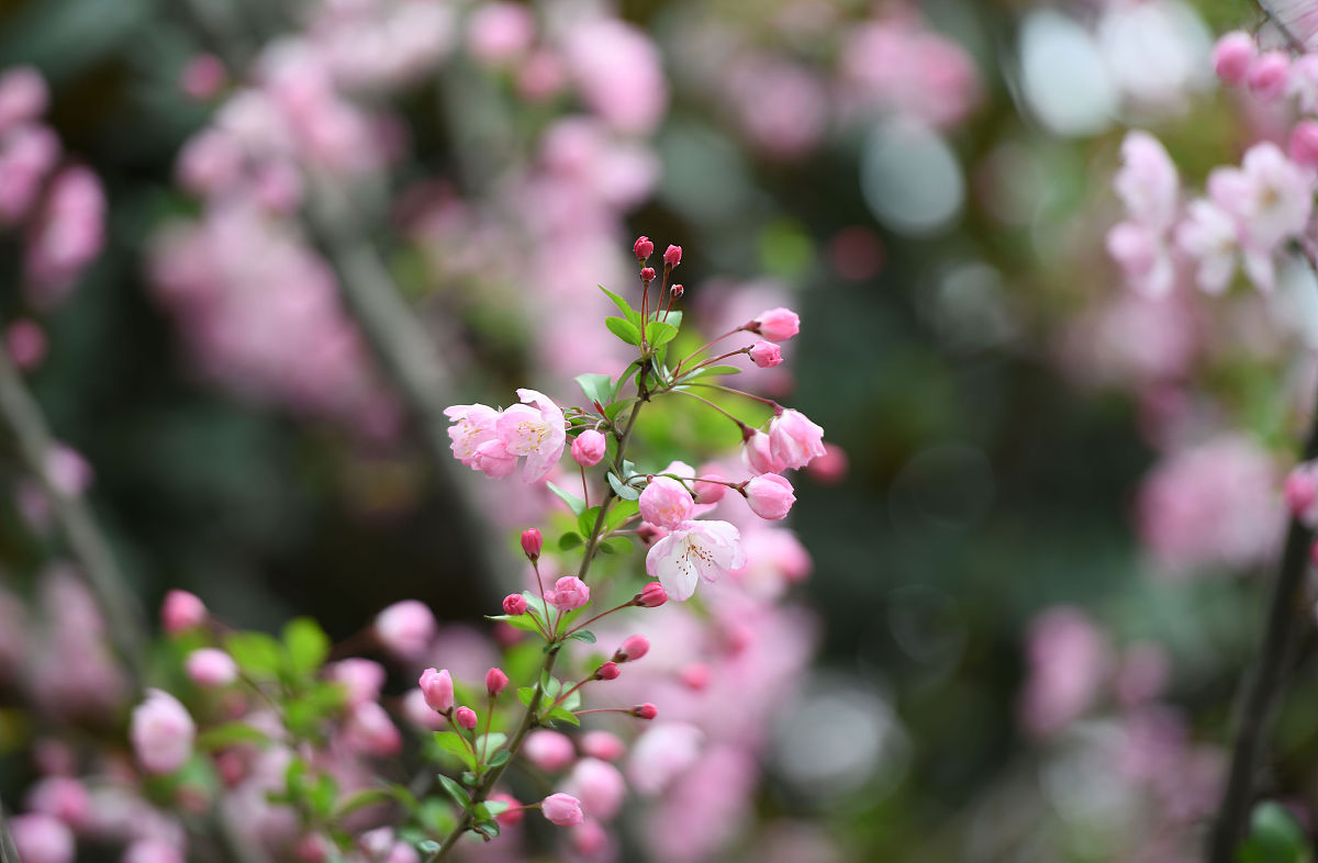 红日高照春风送暖渲染了一种什么的节日气氛