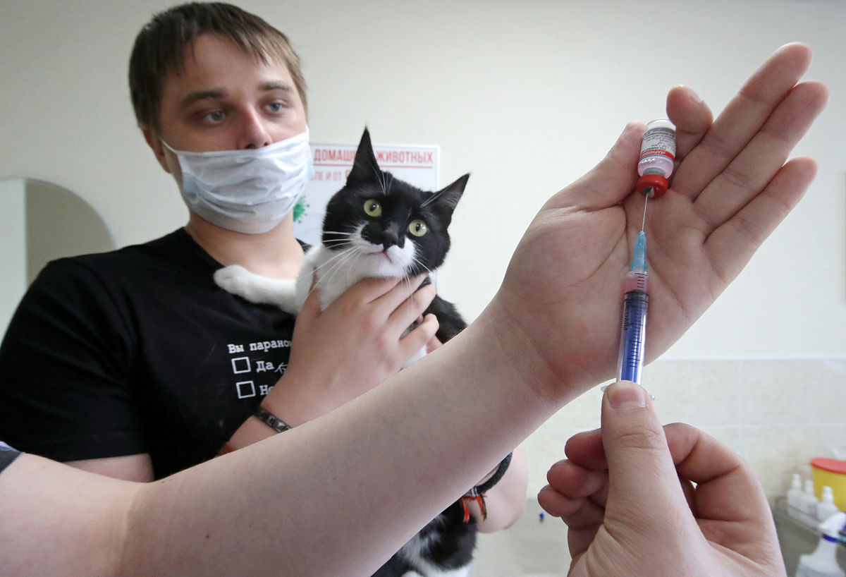 猫鼻气管炎病毒 (FHV) 分离、纯化及致病性研究
