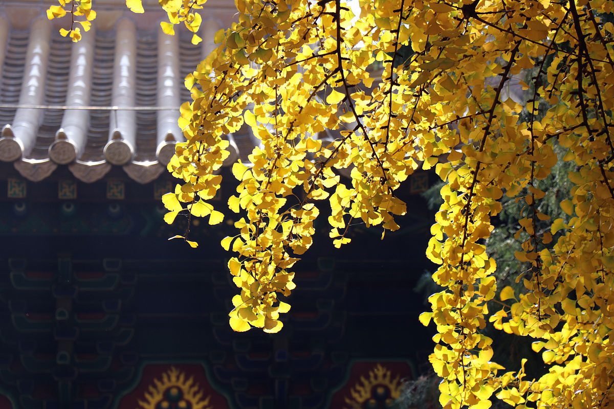 2019年11月12日,山东泰安,泰山岱庙内仿若一片金黄的童话世界,吸引了