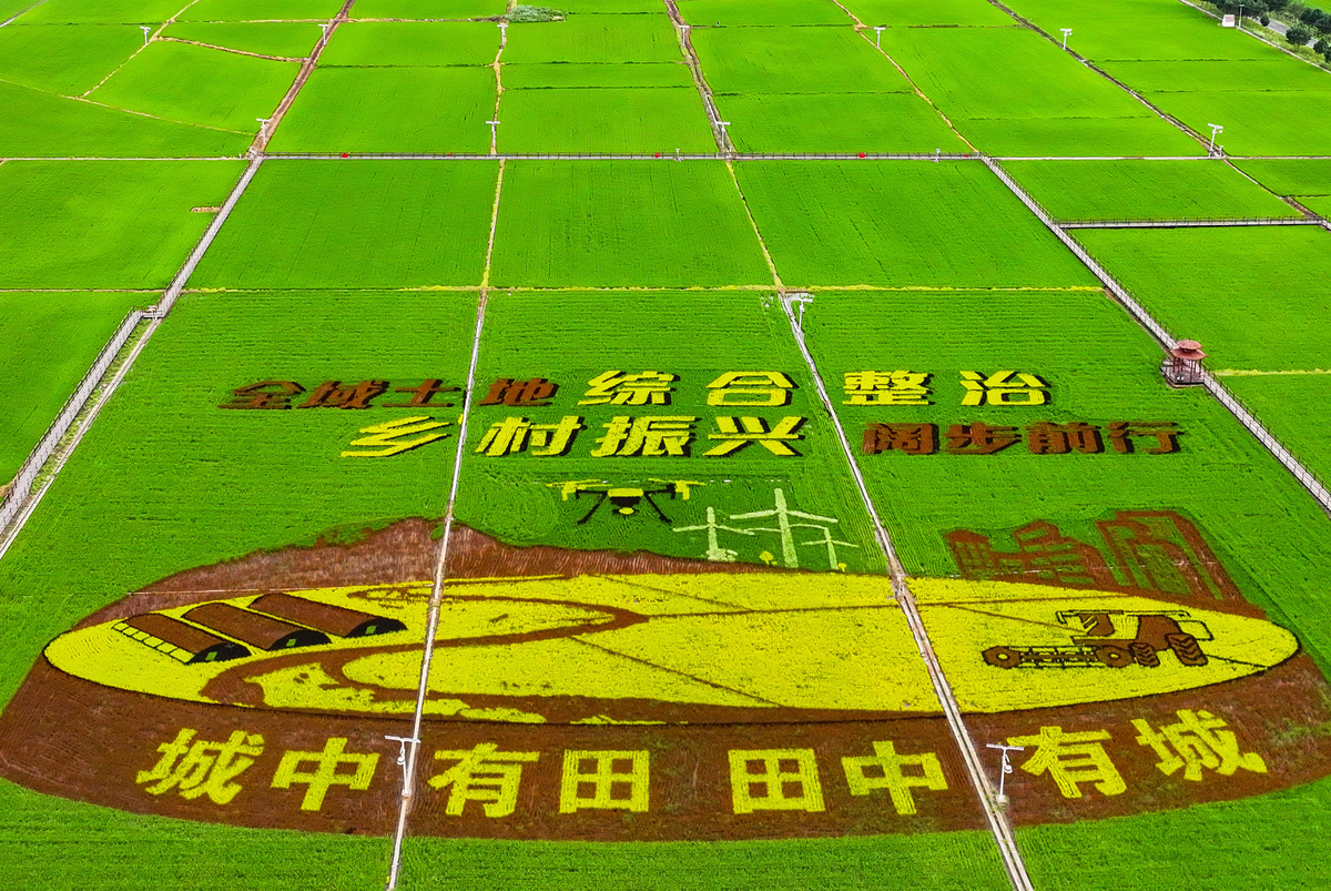 乡村振兴新模式：‘两无化’大米引领产业兴旺