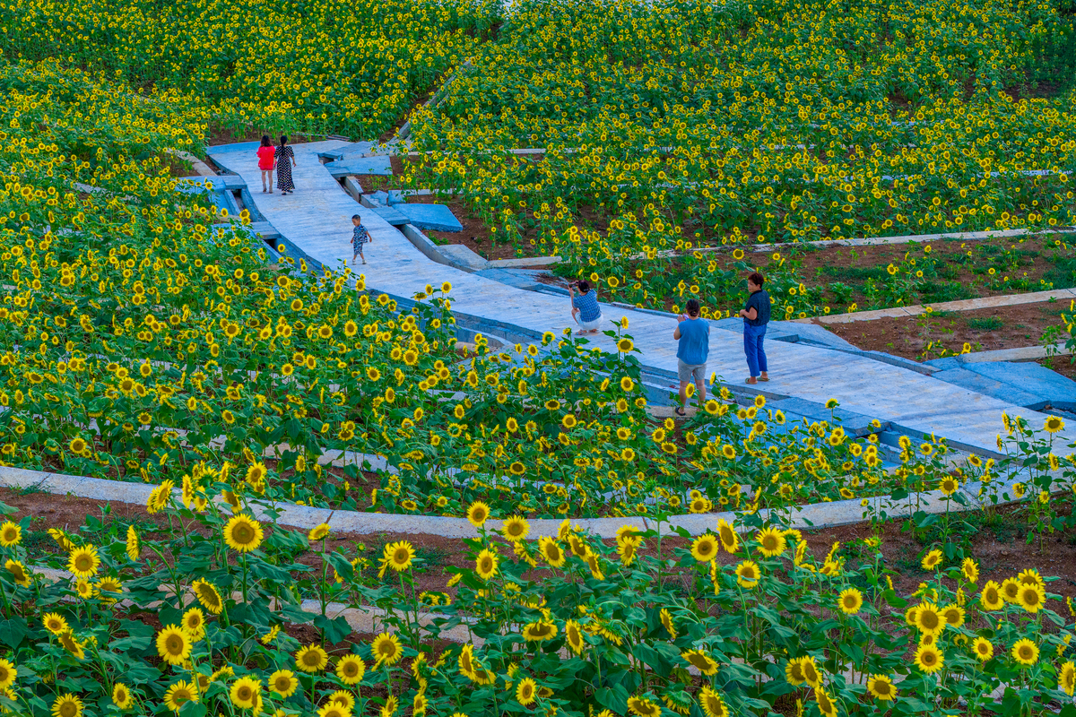 关于花海发展提出建议吧