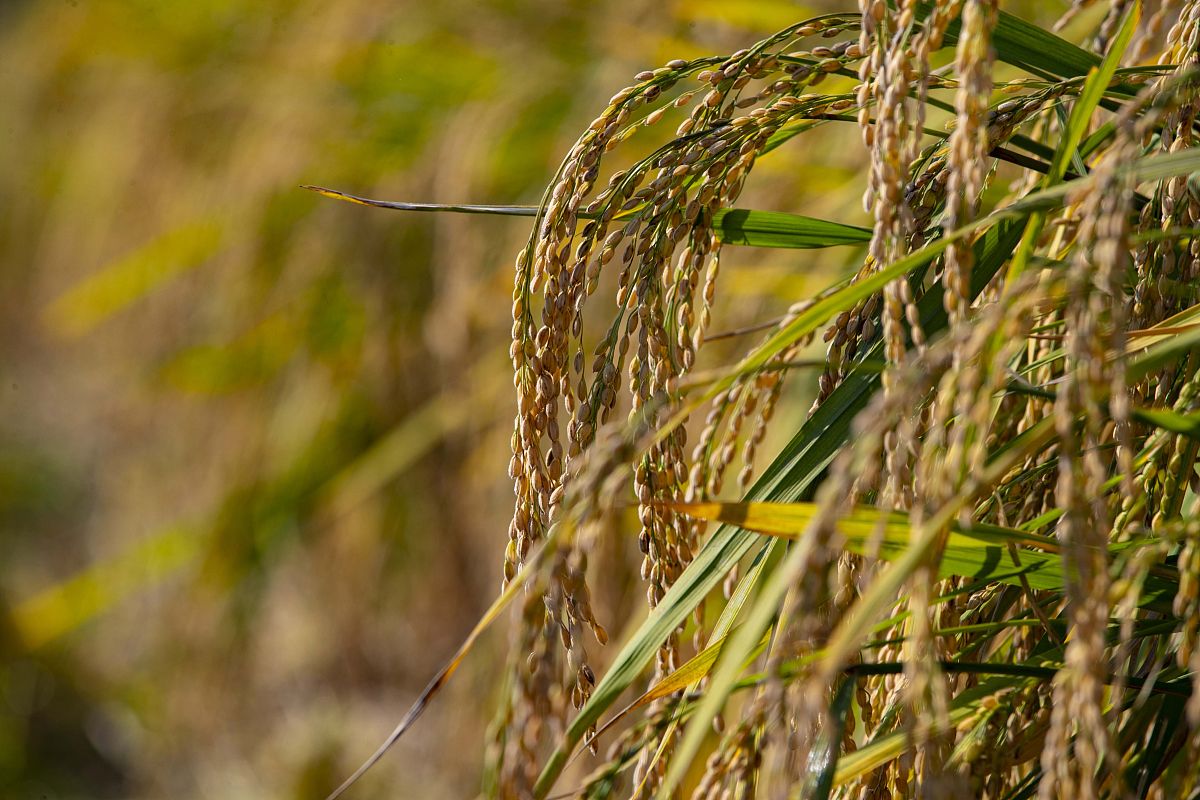 湖北生物科技职业学院种子生产与经营专业怎么样