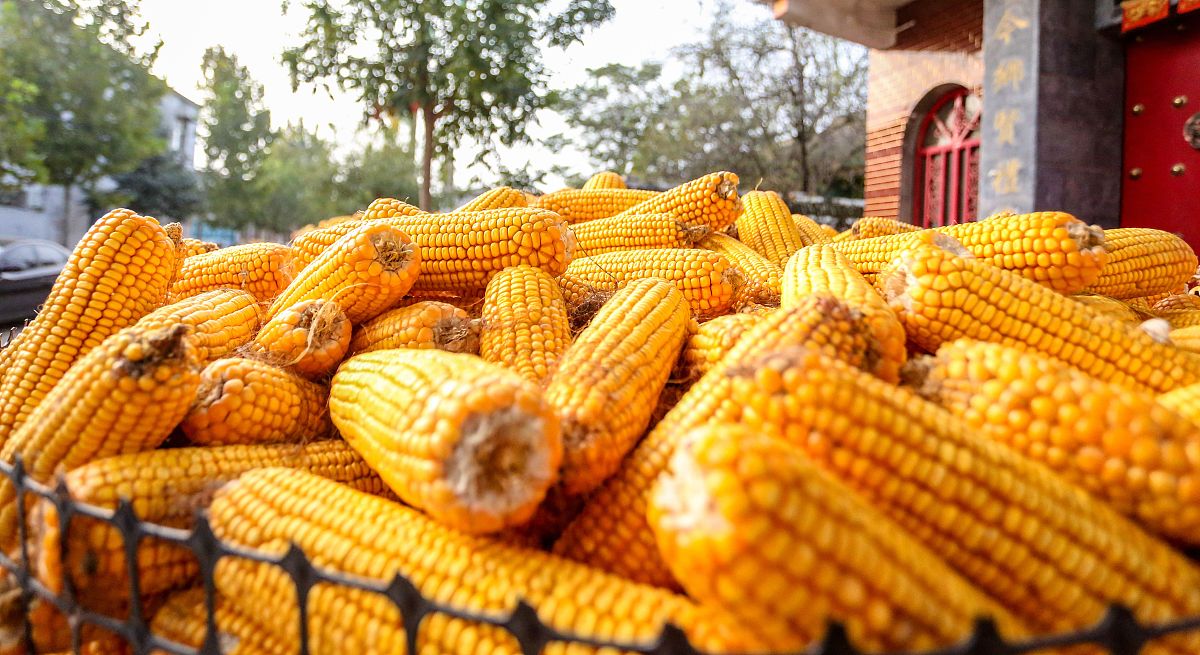 几月份是吃玉米的季节