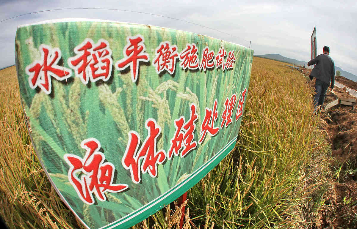 水稻生育期及生长情况调查：全国1000多个样本揭示水稻生长规律