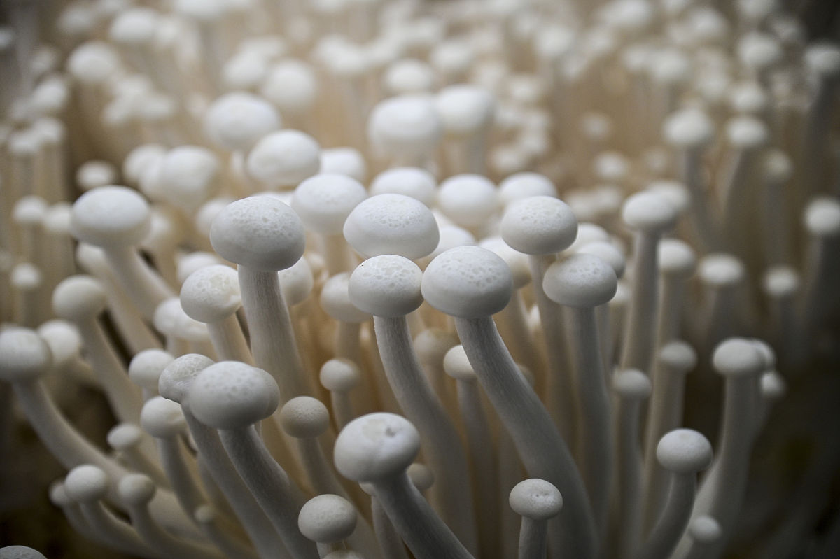 菌菇店社会实践考核表内容填写指南