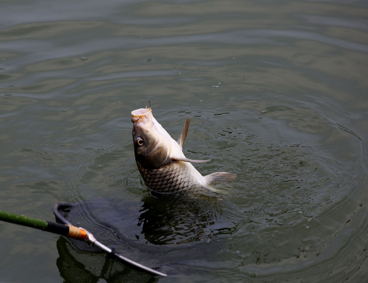 野钓溜鲤鱼后面跟着两条鲤鱼？可能是“三兄弟”！