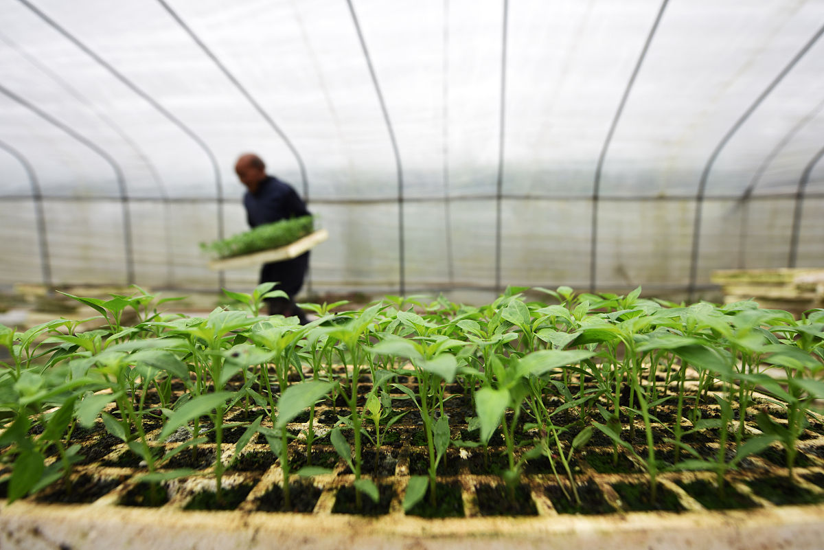 朝天椒无土栽培施肥方案详解，高产就这么简单！
