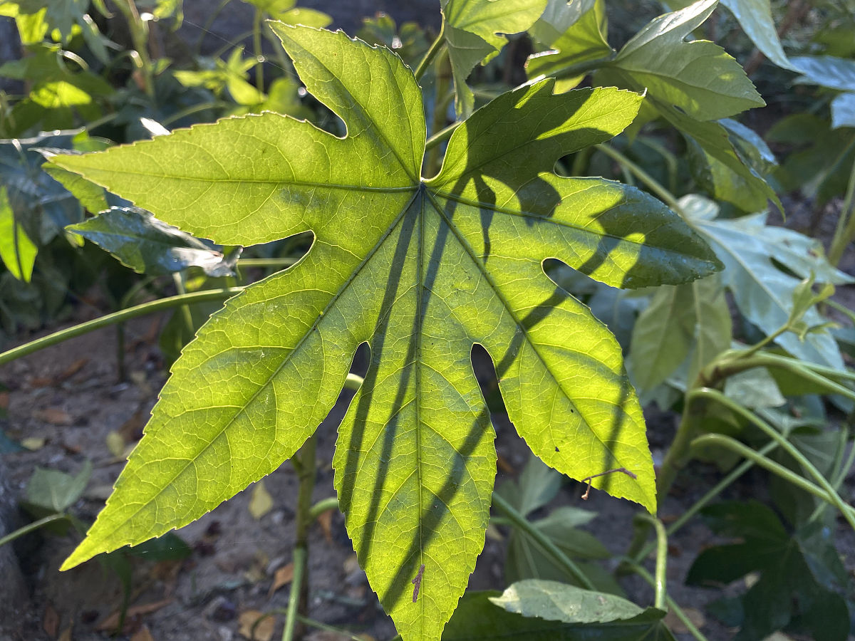2020年11月03日,观赏植物:八角金盘.