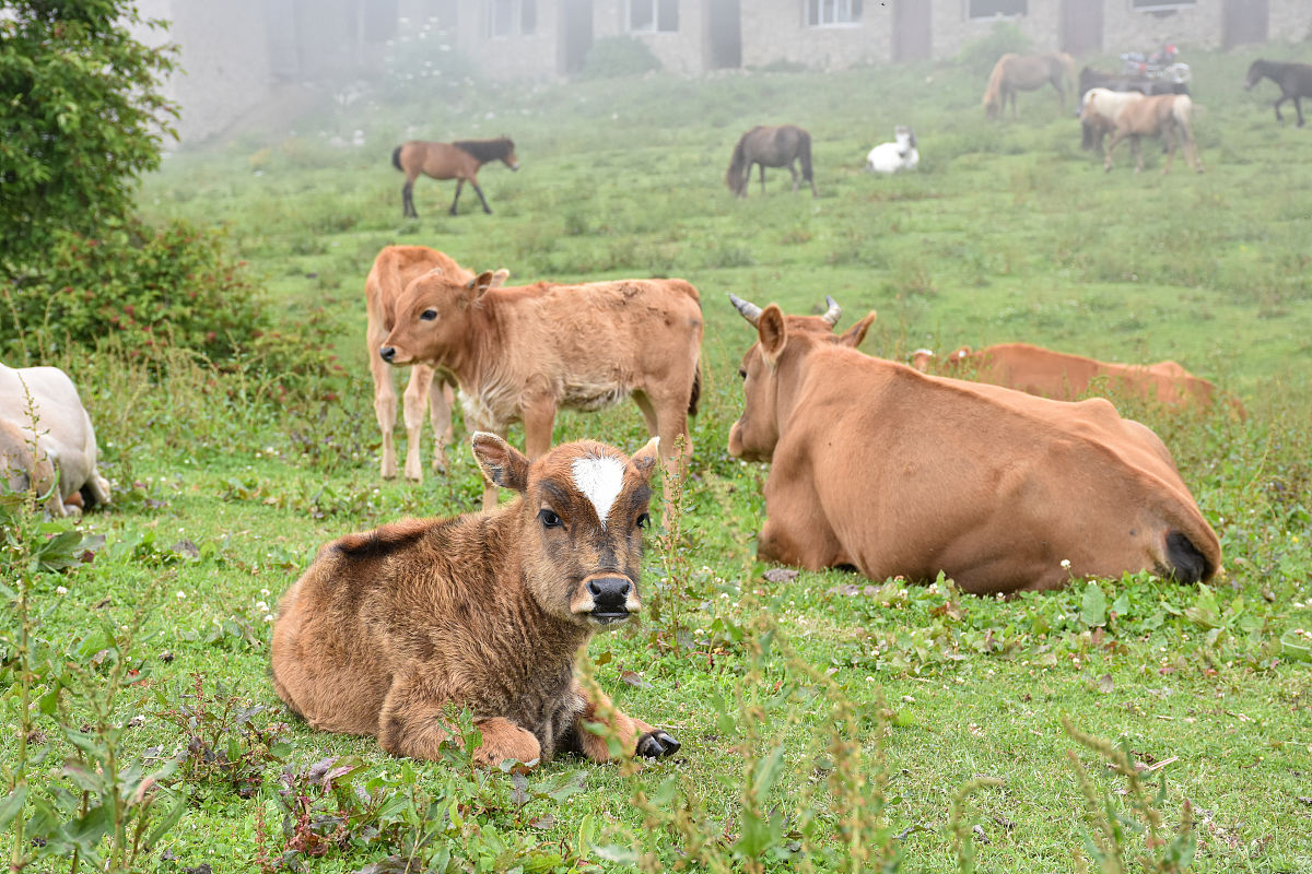 2018四川省德阳外国语学校录取分数_外地招生
