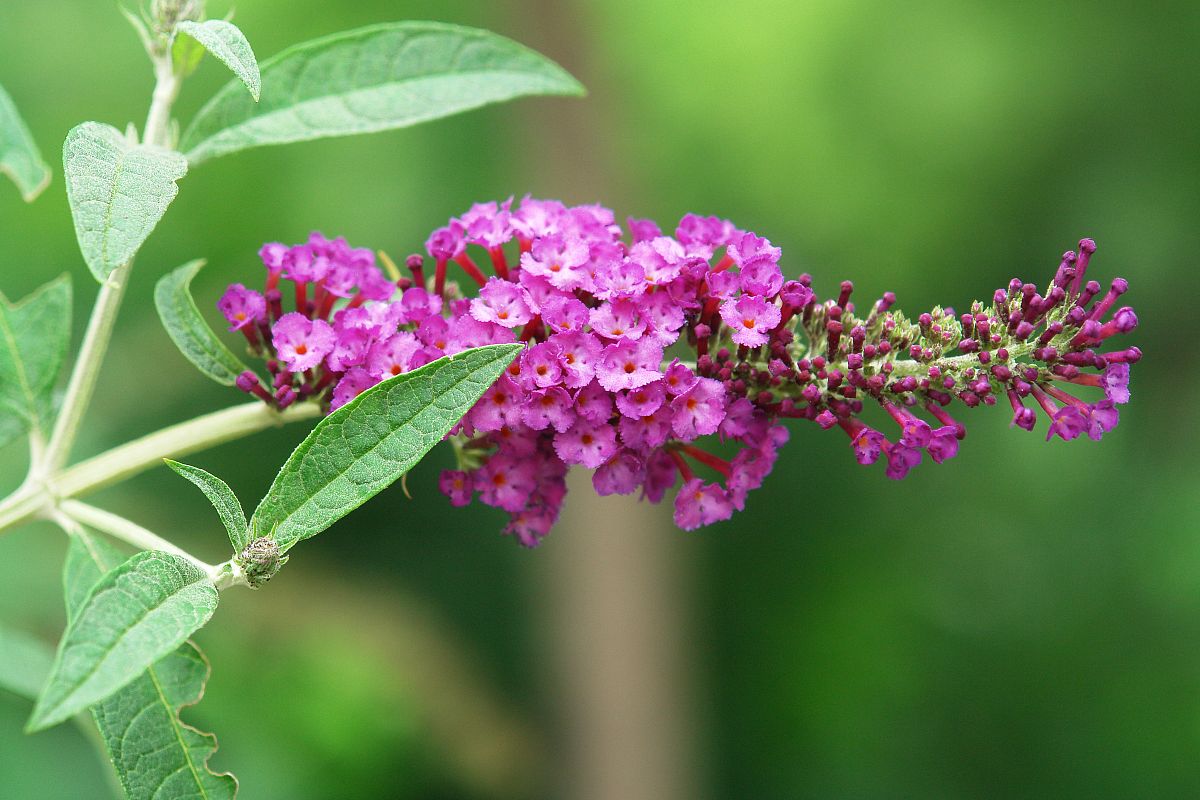 火烧阳木败家子是什么生肖，