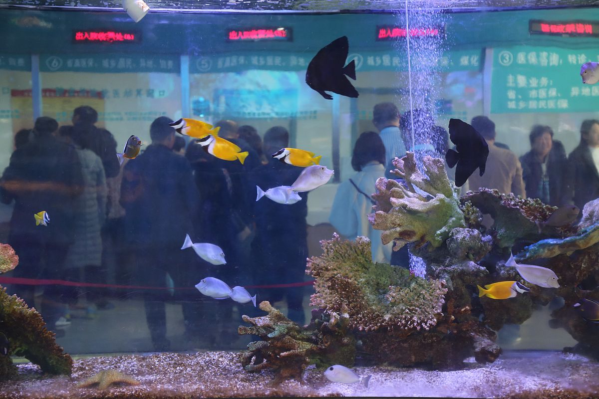 佛山容桂观赏鱼购买指南：水族市场、宠物店、线上购买