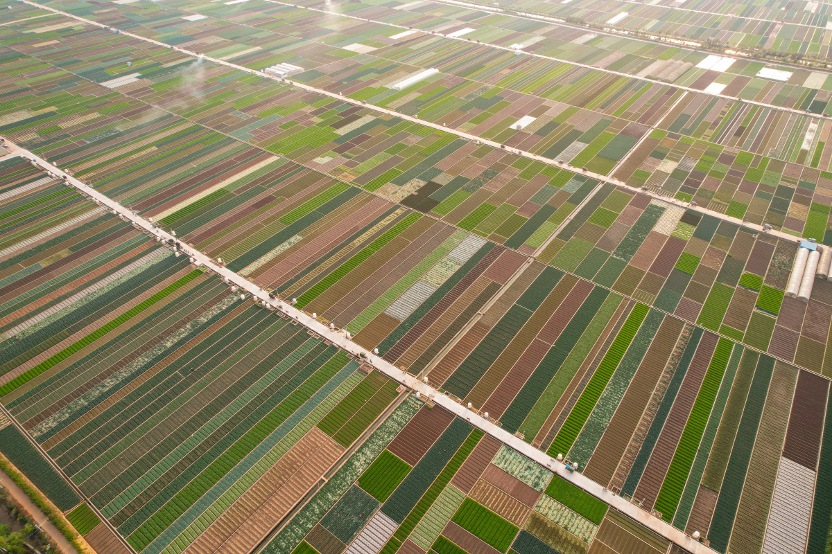 中国10大蔬菜基地 山东聊城莘县