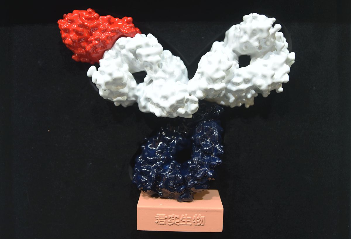 人源性单克隆抗体制备：体内免疫法详解