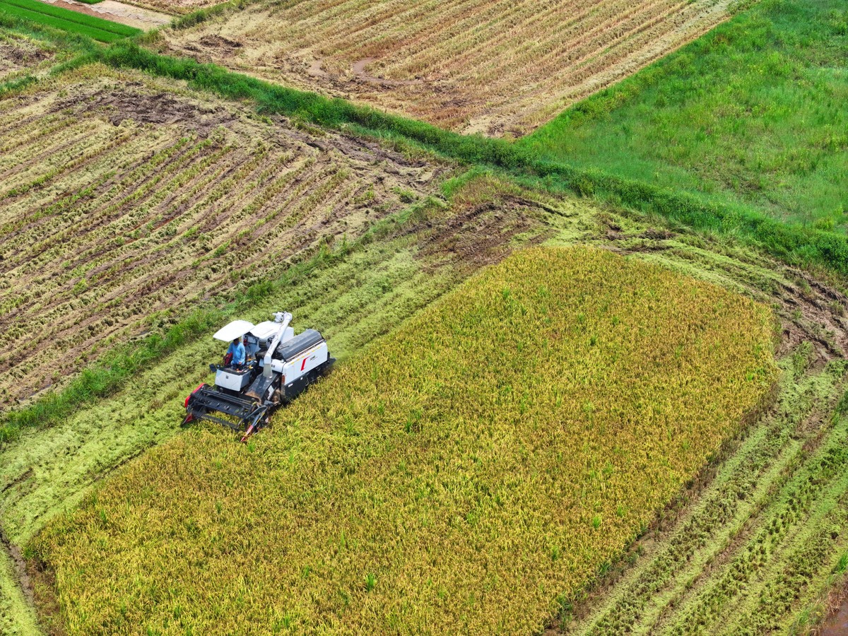 保障粮食安全：中国国情下的策略与建议