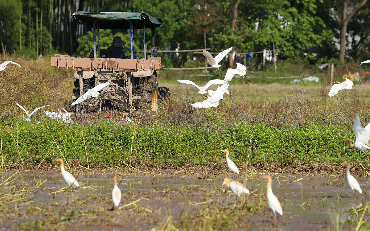 小鸟迷路了，我帮助了它！
