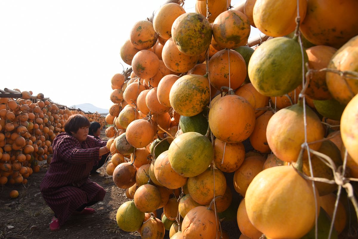 贵州医科大学中药学专业招生就业岗位都有哪些