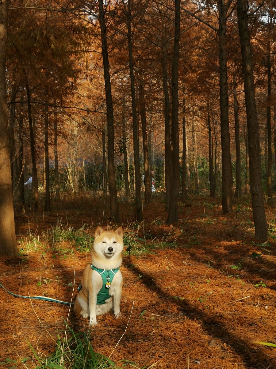 怎么查手机号绑定过什么？