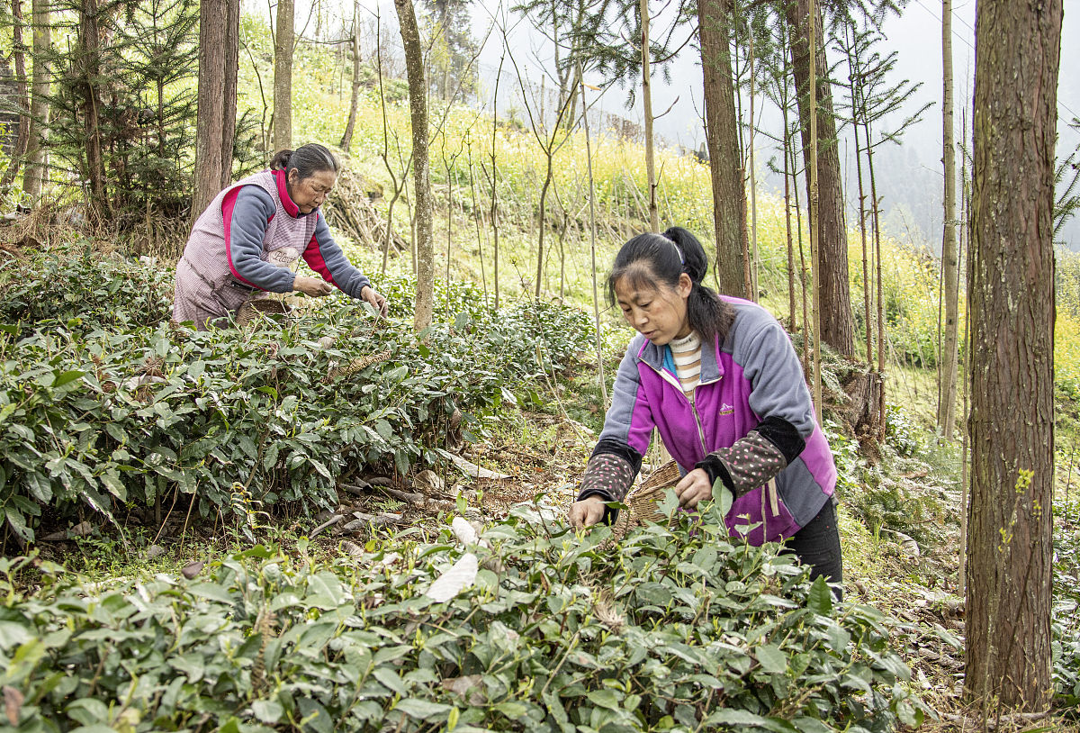 读乐山医药科技学校中草药种植出来能做什么