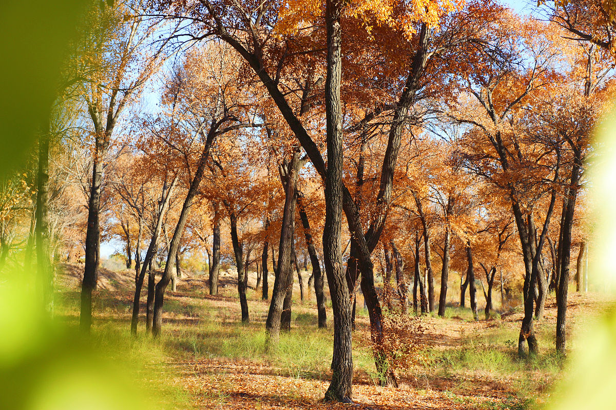 白芨多糖消肿生肌作用机制