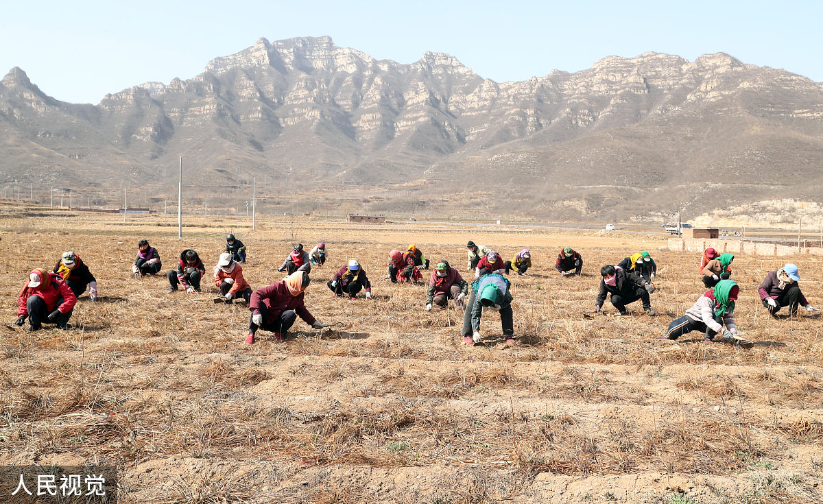 西安海棠职业学院中药学专业好不好？