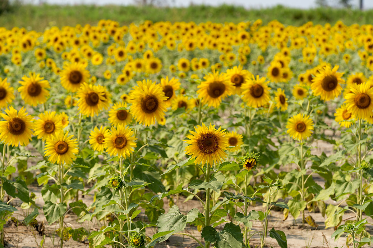 写一篇关于这个夏天我在这里等你的小红书文案