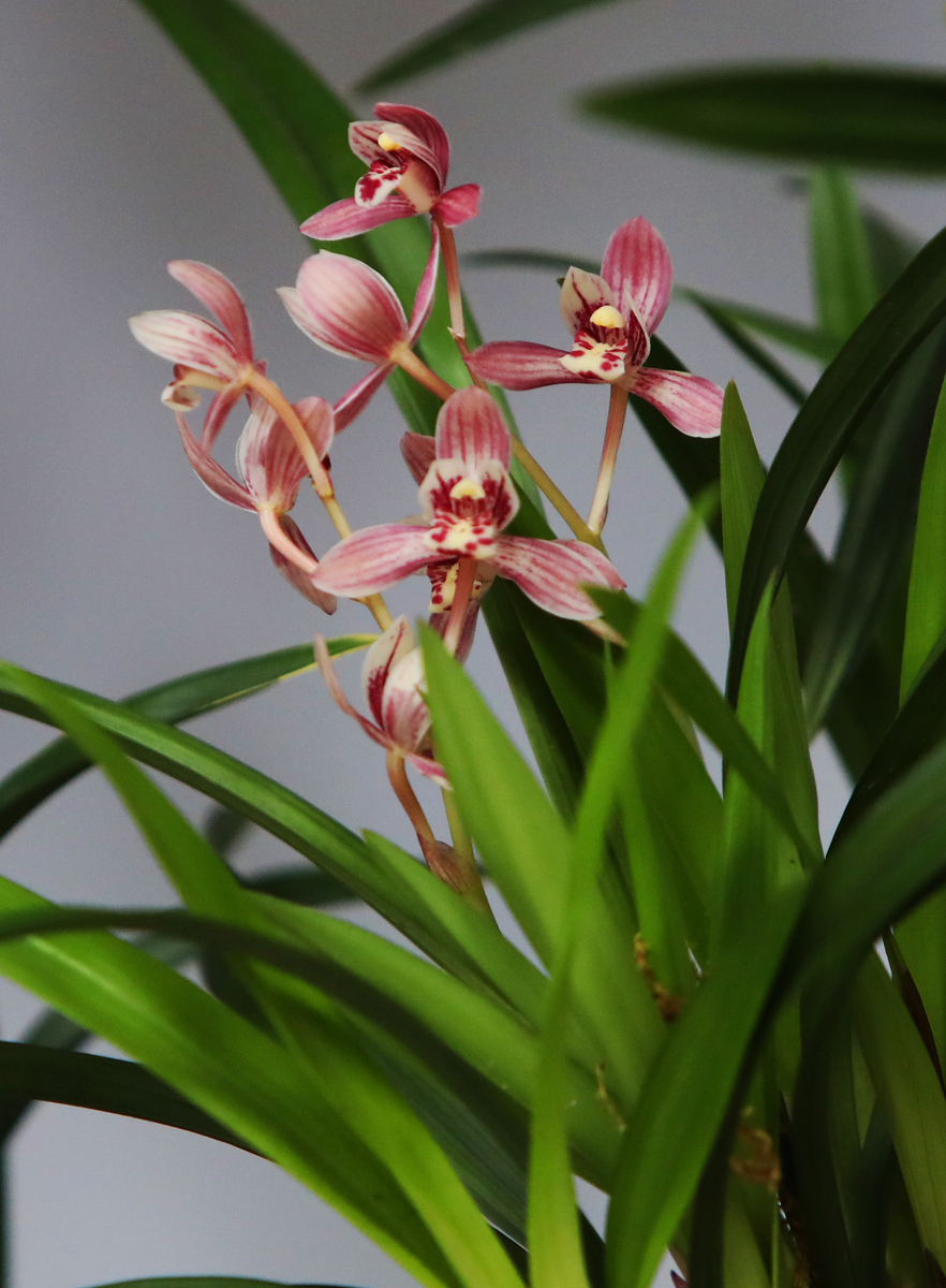 兰花如何养殖 兰花怎样养殖最好