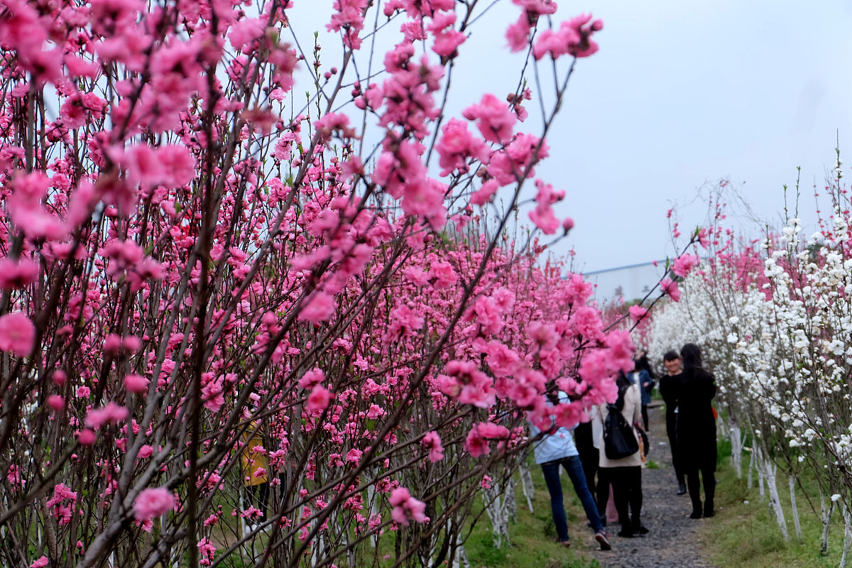 湖南软件职业学院广告设计与制作专业怎么样