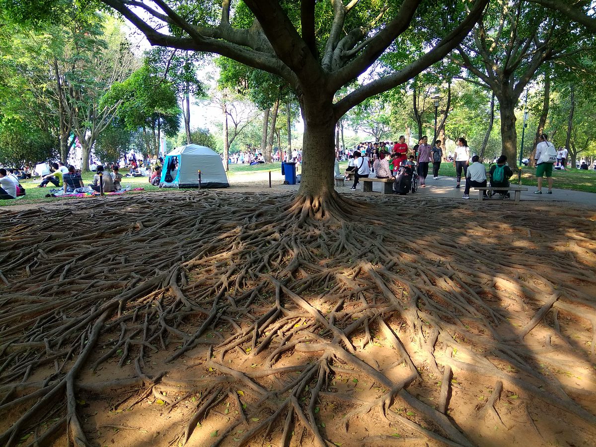 深圳莲花山公园可以摆摊吗