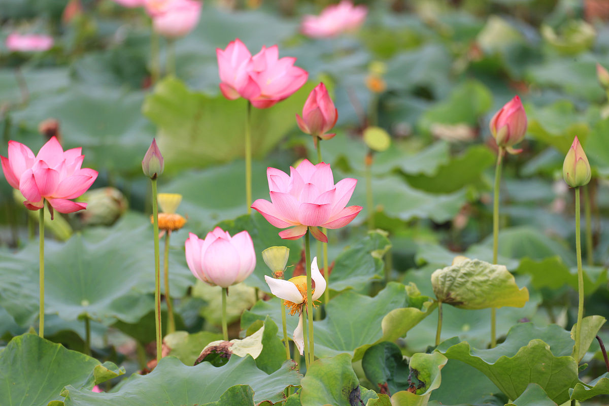 澄江县职业高级中学2023年招生简章-园林绿化专业