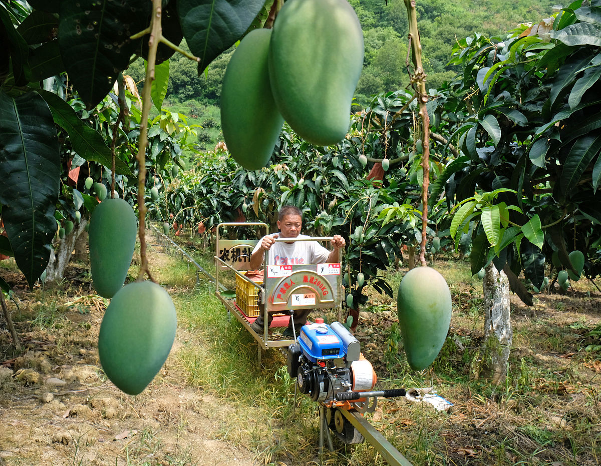 阐述300字：百色芒果田东芒果文化节旅游开发应当拓展旅游服务价值链